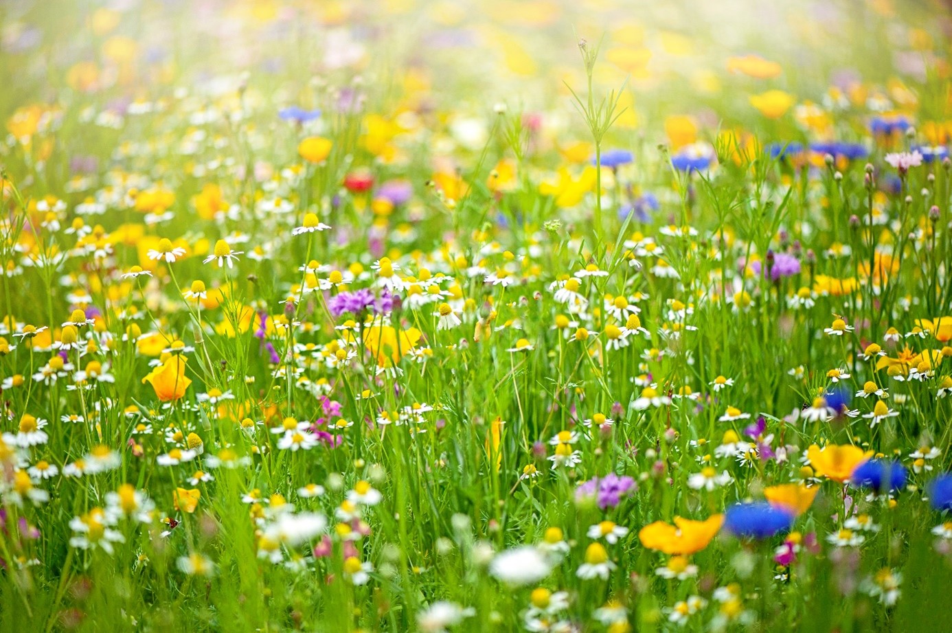 Gräs och blommor