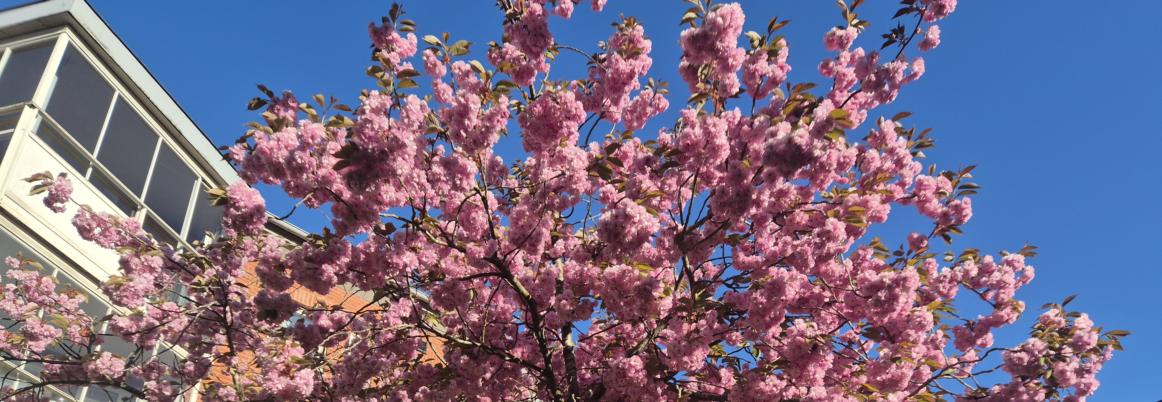 Blommande träd och blå himmel