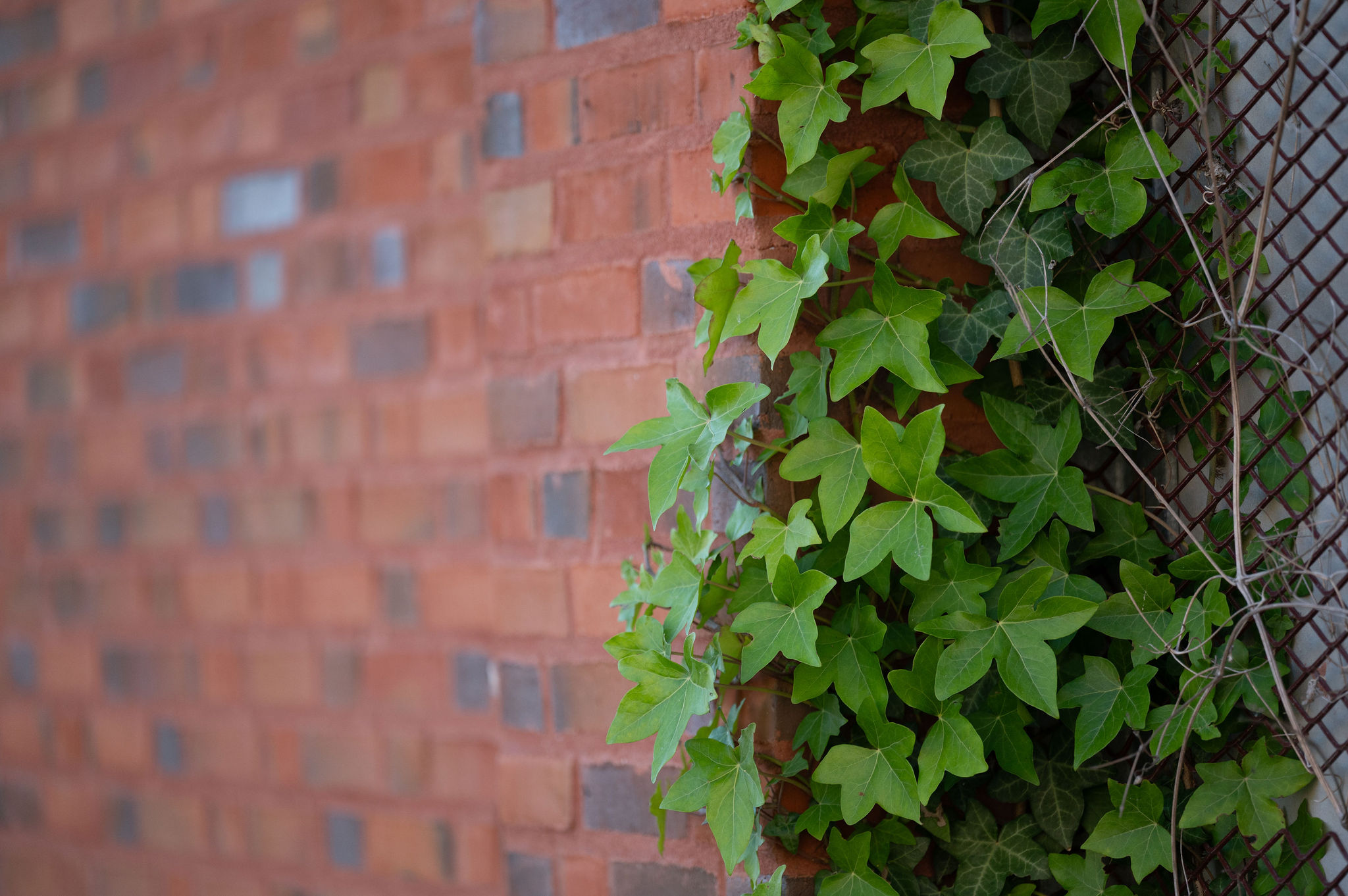 Grön klätterväxt på röd tegelvägg