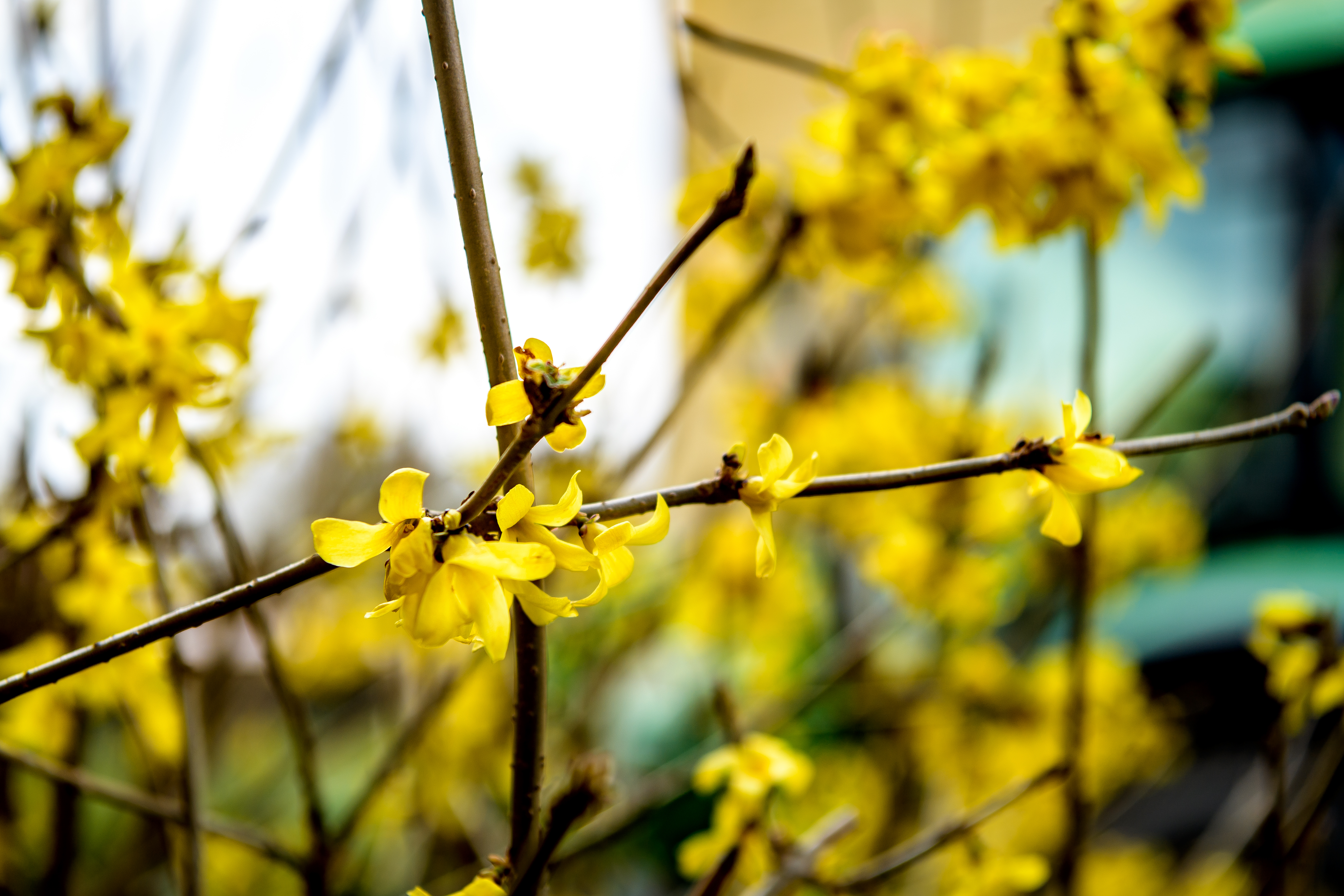 Gula blommor på buske