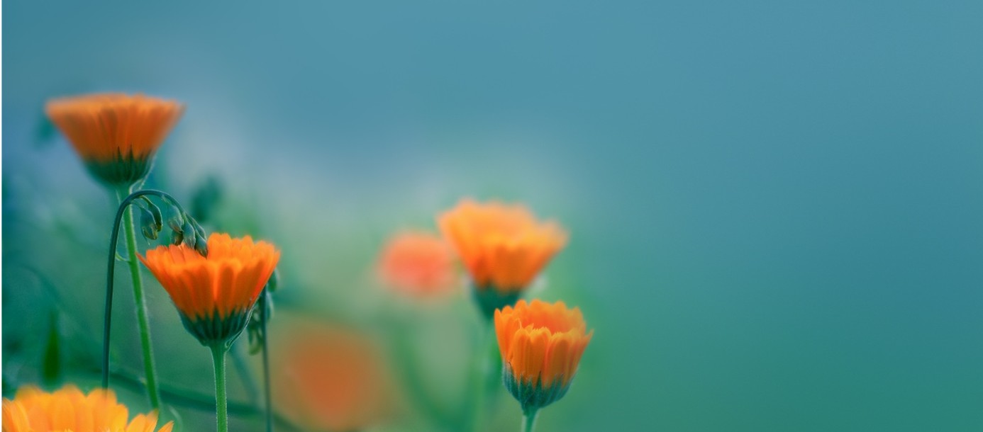 Bild med blommor mot blå bakgrund
