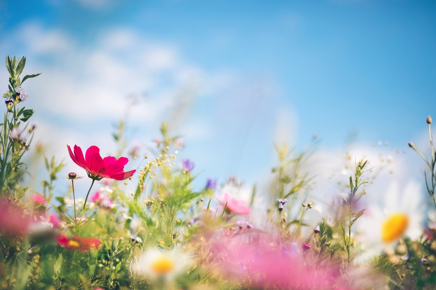 Färgglada blommor på sommaräng