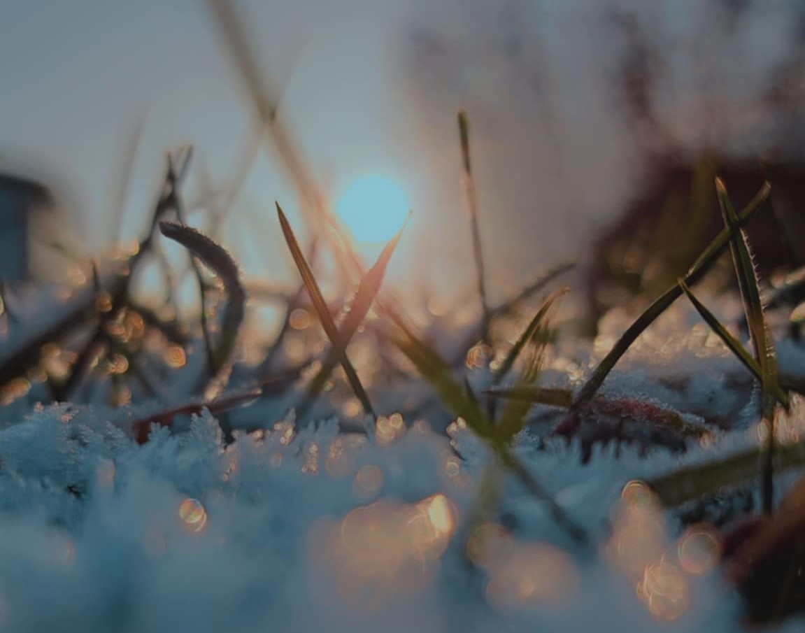 Grässtrån i snön med solen i bakgrunden