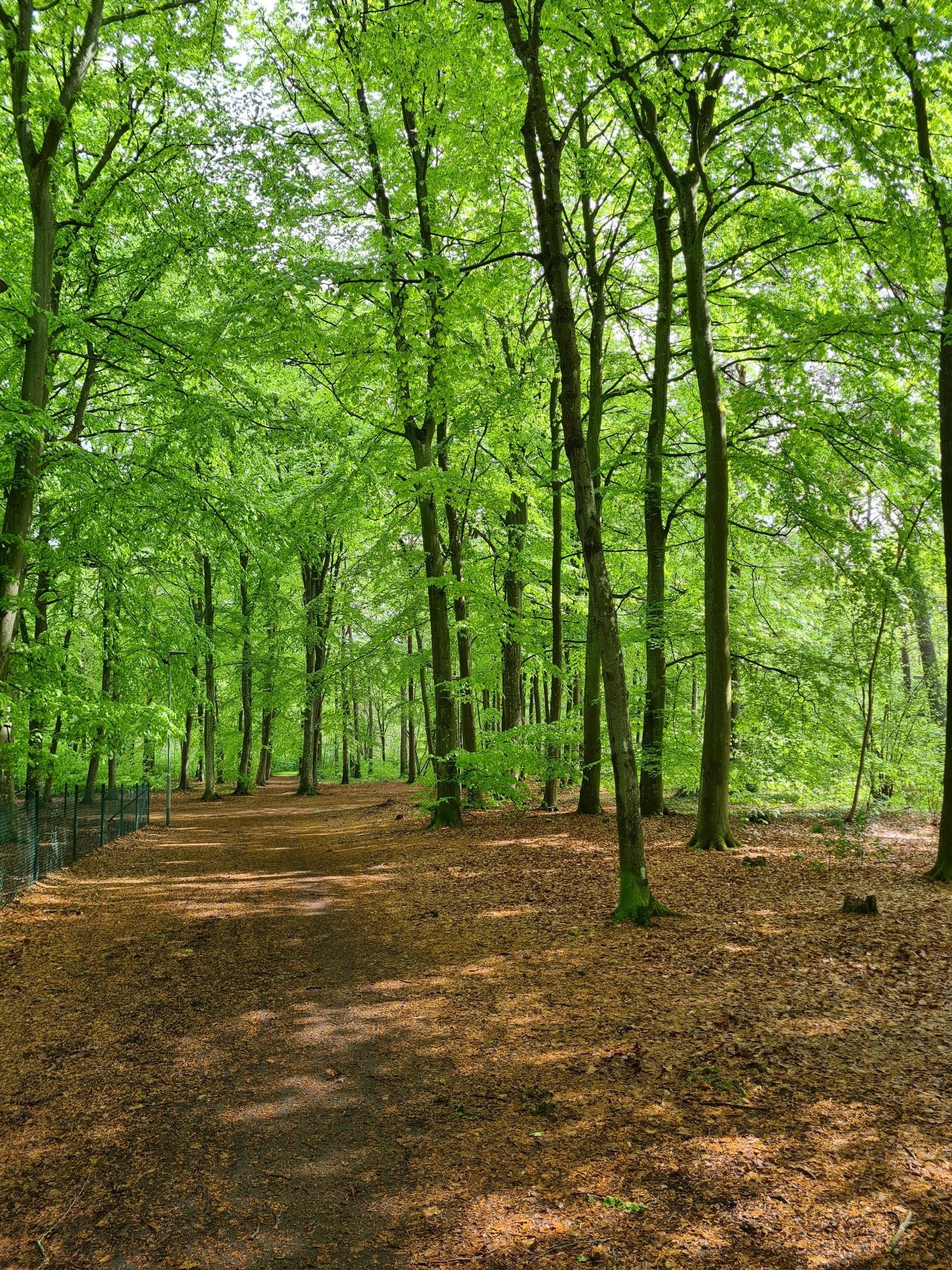 Träd och gångstig i skog