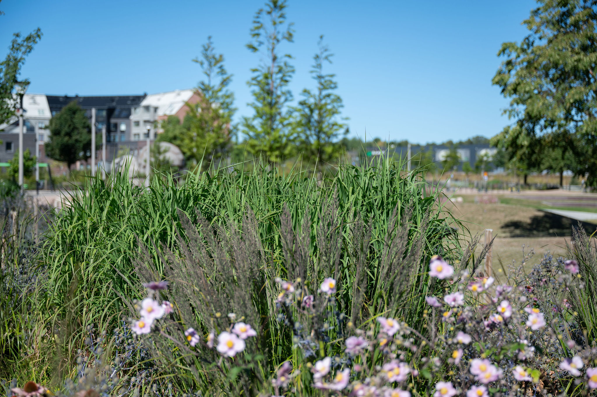 Grönska och blommor i Stationsstaden Kävlinge